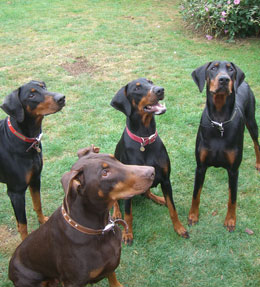 Hattie, Millie, Winston & Pepsi