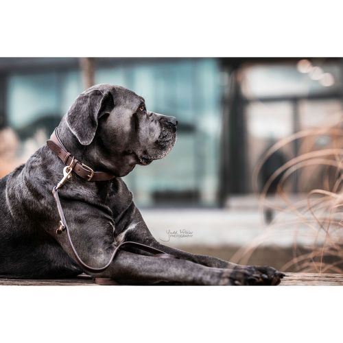 Kentucky - Dog Collar Velvet Leather - 42521