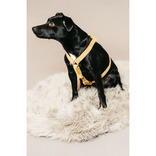 Kentucky - Dog Harness Loop Velvet - 42639