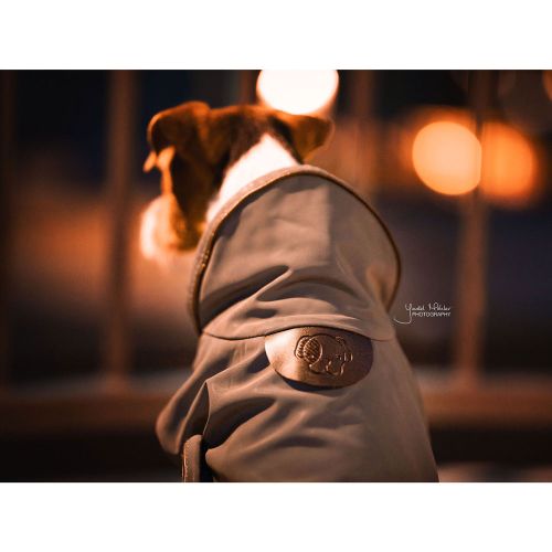 Kentucky - Dog Coat Reflective & Water Repellant - 52125