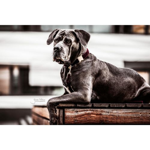 Kentucky - Dog Collar Corduroy - 42533