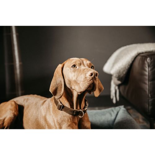 Kentucky - Dog Collar Corduroy - 42533