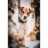 Kentucky - Plaited Nylon Dog Collar - 42517 Kentucky - Plaited Nylon Dog Collar - 42517