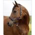 GoleyGo 2.0 - Head Collar with Adapter Pin