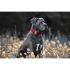 Kentucky - Dog Collar Corduroy - 42533 Kentucky - Dog Collar Corduroy - 42533