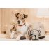 Kentucky - Dog Collar Corduroy - 42533 Kentucky - Dog Collar Corduroy - 42533