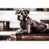 Kentucky - Dog Collar Corduroy - 42533 Kentucky - Dog Collar Corduroy - 42533
