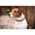 Kentucky - Dog Collar Velvet - 42538