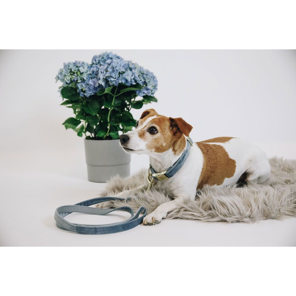 Kentucky - Dog Lead Velvet - 42539