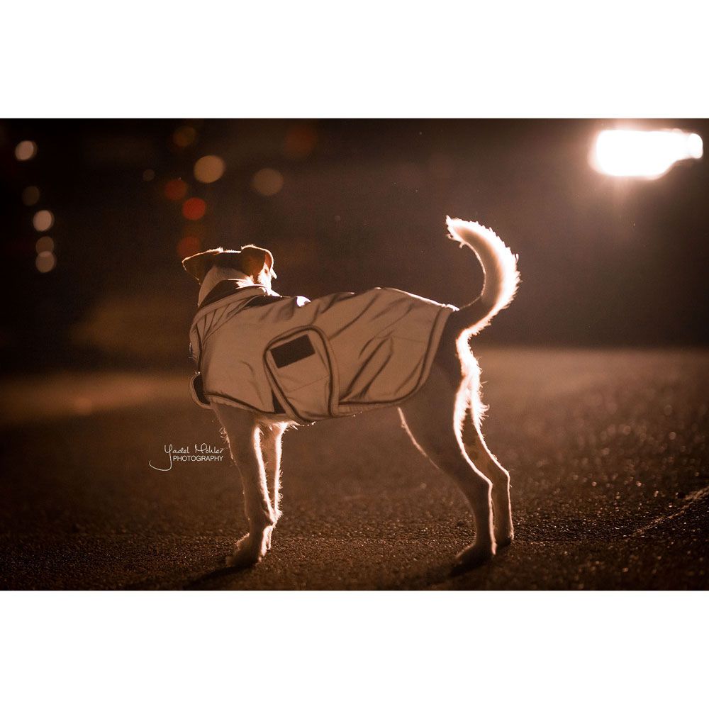 Kentucky - Dog Coat Reflective & Water Repellant - 52125