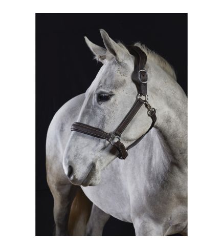 GFS Premier Deluxe leather Head Collar (B280)